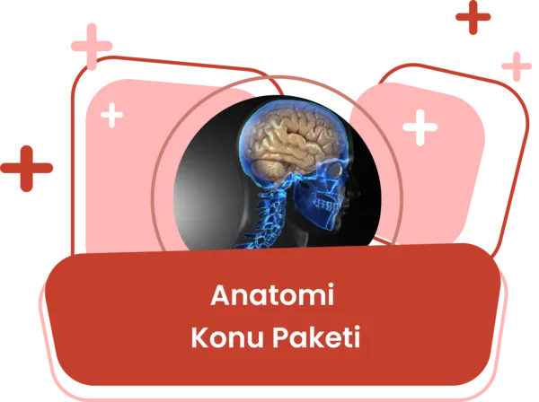 Anatomi Konu Eğitim Paketi / Erdinç Tunç
